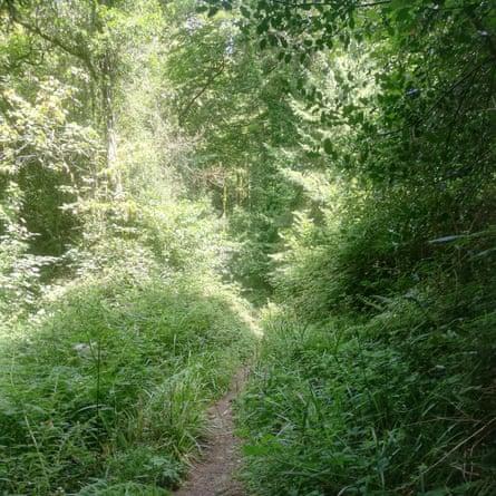 Narrow stony track among trees
