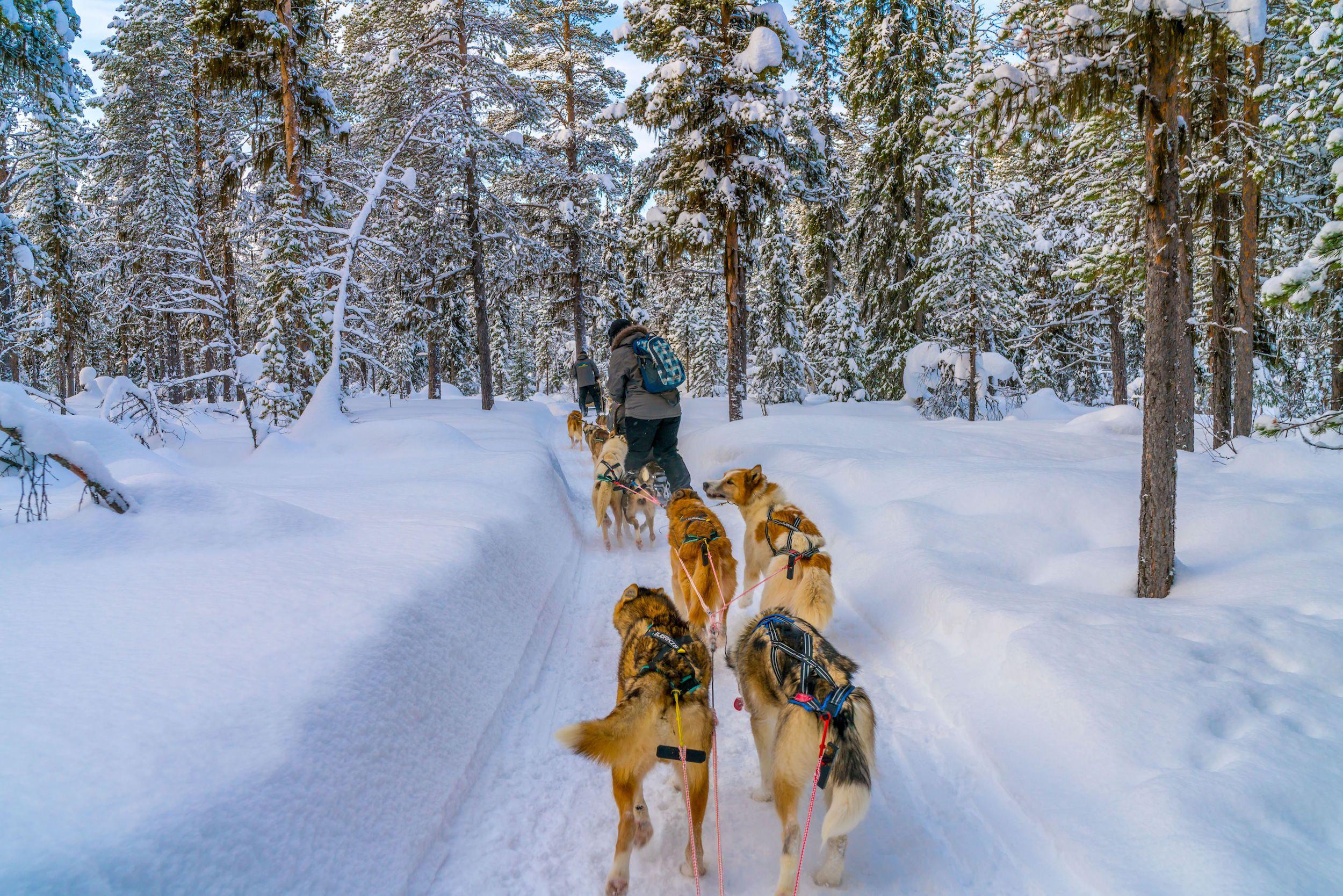 In slitta tra le foreste di Jukkasjarvi, Svezia ©foto-select/Shutterstock