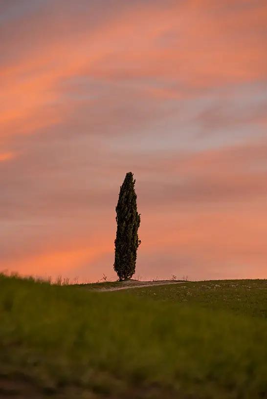 Ein Baum in der Dämmerung im Val d'Orcia