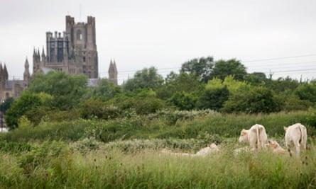 Fen Rivers Way, Norfolk: walking in a water wonderland