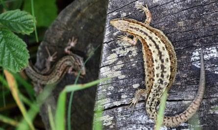 Kenfig lizards basking on a wooden post.