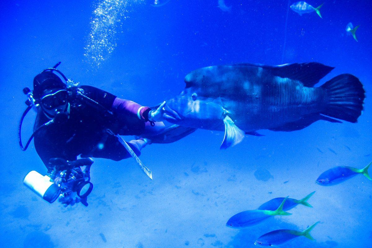 A diver in the Great Barrier Reef in the Australian state of Queensland, the largest coral reef in the world with a length of over 2,000 km, Australia - © ezk / franks-travelbox