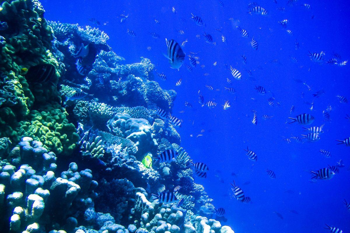 The Great Barrier Reef consists of several thousand individual reefs, numerous small islands and a multitude of sandbanks; 1,500 species of fish have their habitat here, Australia - © ezk / franks-travelbox