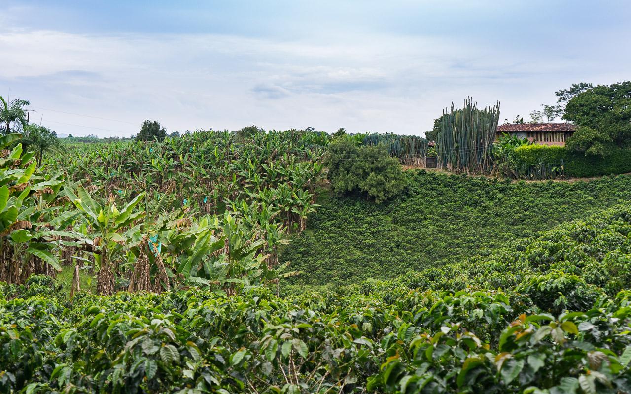 kolumbien-reisebericht-quimbaya-kaffeezone
