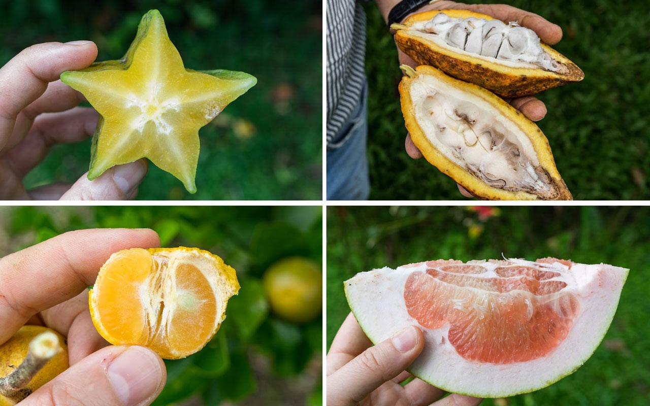 kolumbien-reisebericht-quimbaya-obstgarten